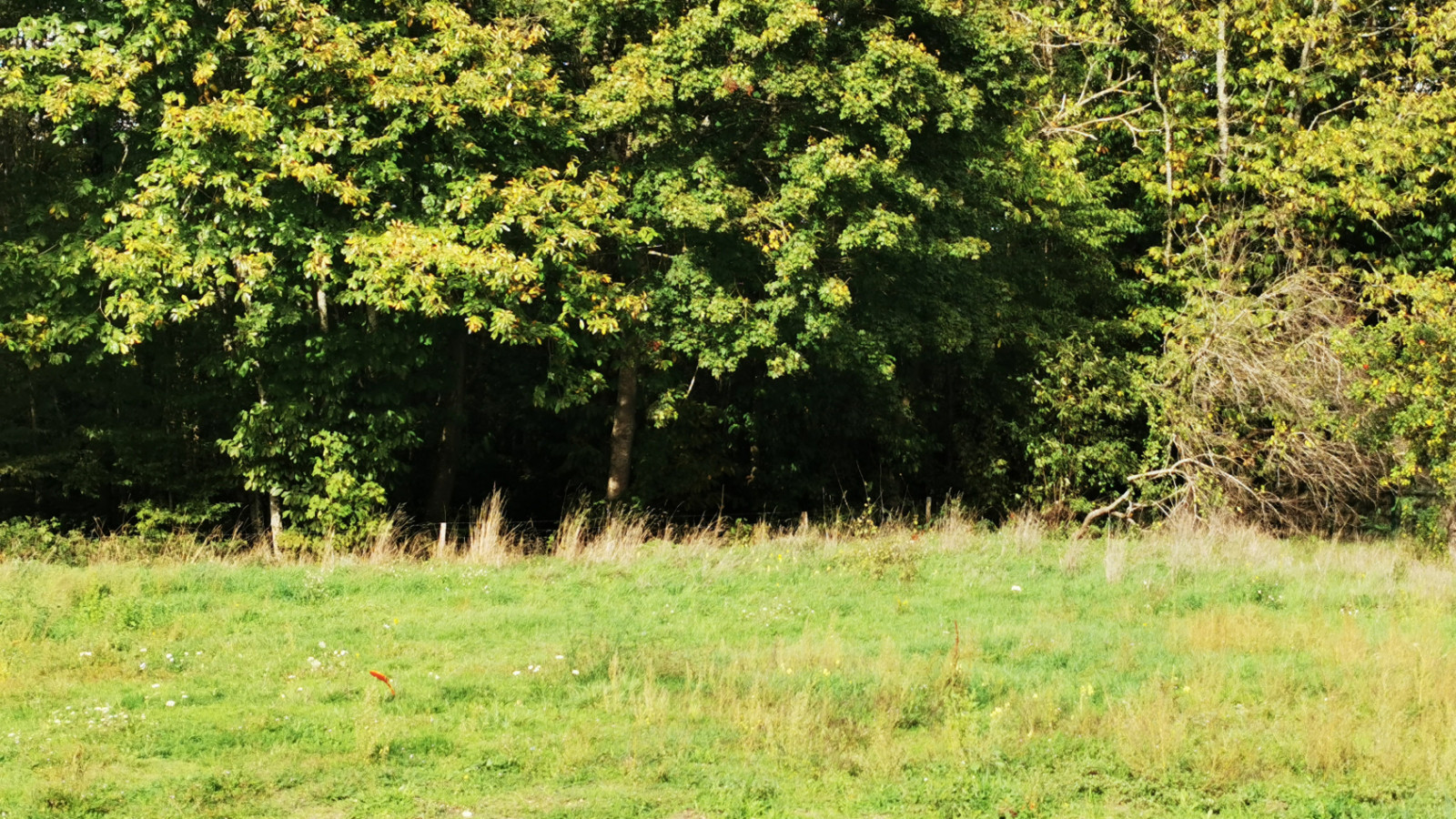 Terrain constructible de 925m2 à Beaulieu-lès-Loches